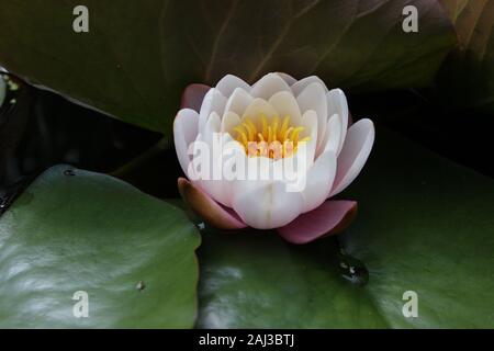 Nahaufnahme Foto von einem Teich Lily (Nymphaea) Blüte unter Lily Pads mit eingeschlossenen Wassertropfen Stockfoto