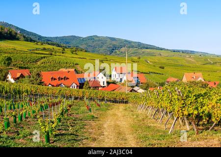 Ländliche Straße unter der Weinberge nach Riquewihr Dorf mit typischen Häusern, Elsass, Frankreich Stockfoto