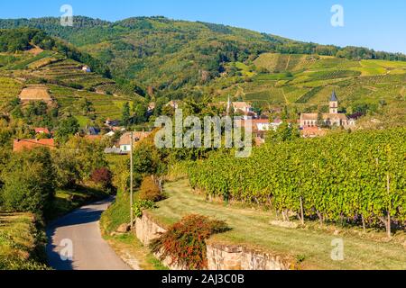 Straße unter den Weinbergen nach Riquewihr Dorf mit alten Kirche, Elsass, Frankreich Stockfoto