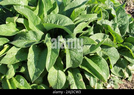 Grüne Blätter von beinwell Symphytum officinale, auch genannt oder Beinwell Stockfoto