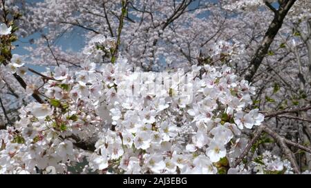 In der Nähe von einem großen Kirschbaum in Blüte bei Lake Kawaguchi Stockfoto