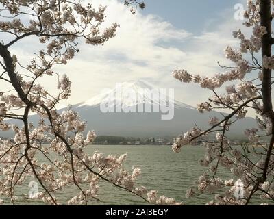 Schuß von Mt. Fuji, die von zwei großen cherry Niederlassungen in Bloom gerahmt an einem See Stockfoto