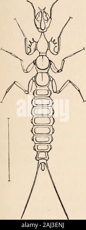 Leitfaden für die Untersuchung von Insekten, und eine Abhandlung über die Schädigenden und vorteilhaft für Kulturpflanzen: Für die Nutzung von Hochschulen, Schulen und Landwirte. CAEABHME.. Stockfoto