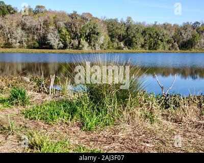 Winter im Norden von Florida mit sonnige Himmel und leuchtend blaues Wasser im Süßwasser Feuchtgebiete, Gainesville, Florida, USA. Stockfoto