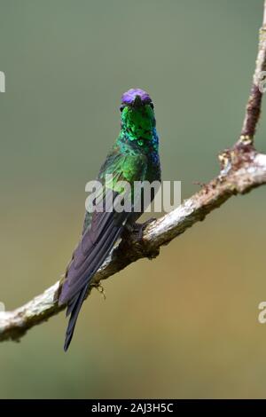 Violett-fronted Brilliant Kolibris Stockfoto