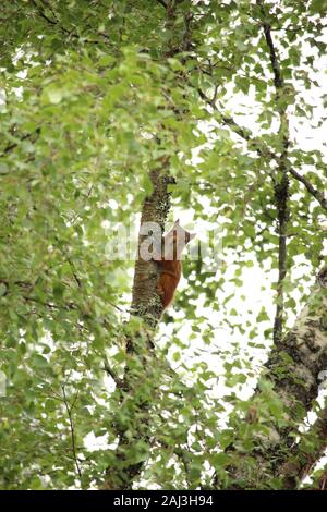 Native Eichhörnchen (Sciurus vulgaris) Klettern einen silbernen Birke in den schottischen Highlands Stockfoto