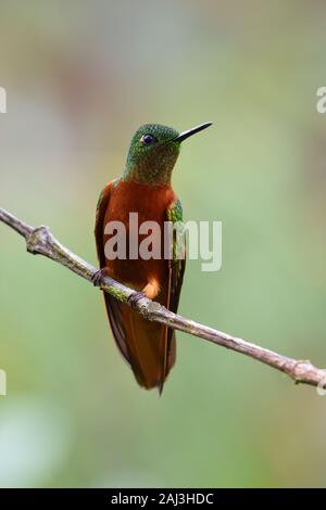 Eine Kastanie Breasted Coronet Kolibri in der Peruanischen Nebelwald Stockfoto