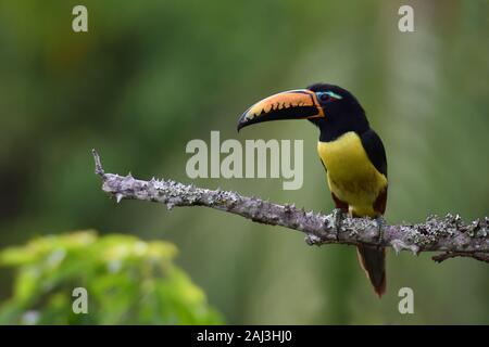 Beschriftete aracari im tropischen Regenwald. Stockfoto