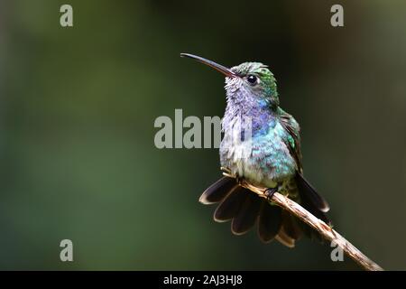 Saphir - spangled Emerald Kolibri im peruanischen Regenwald Stockfoto