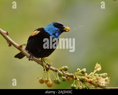 Eine Blue-Necked Tanager essen eine Barries im Amazonas Regenwald Stockfoto