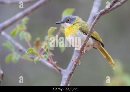 Yellow-breasted Apalis (Apalis flavida), thront auf einem Zweig, Mpumalanga, Südafrika Stockfoto