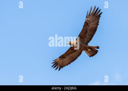 Wahlberg Eagle's (Hieraaetus wahlbergi), Braun morph Einzelnen im Flug von unten gesehen, Mpumalanga, Südafrika Stockfoto