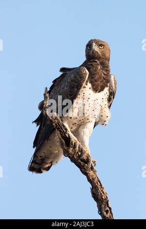 Martial Eagle (Polemaetus bellicosus), thront auf einem Zweig, Mpumalanga, Südafrika Stockfoto