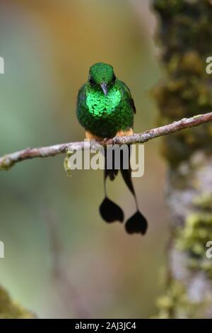 Ein gebootet Schläger-tail Kolibri im Amazonas Regenwald Stockfoto