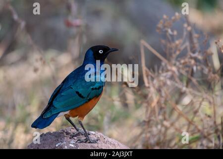 Ausgezeichnete Starling, Lamprotornis Superbus, Sturnidae, Ngorongoro Conservation Area, Tansania, Afrika Stockfoto