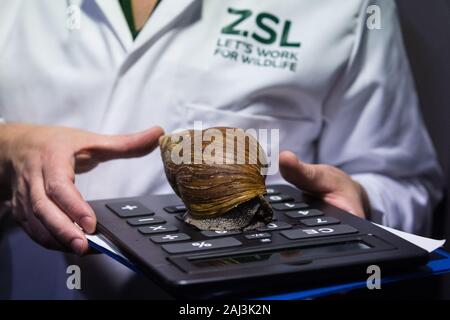 London, Großbritannien. 2. Januar, 2020. Ein Wächter zeigt ein riesiges afrikanisches Land snail während der jährlichen Inventur im ZSL London Zoo. Alle Säugetiere, Vögel, Reptilien, Fische und Wirbellose wird gezählt - insgesamt mehr als 500 verschiedene Arten - als Teil einer fast einwöchigen Audit durch die Lizenz der Zoo, bei Bedarf mit den erfassten Daten dann mit anderen Zoos über die Arten 360 Datenbank freigegeben. Credit: Mark Kerrison/Alamy leben Nachrichten Stockfoto