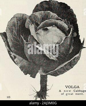Der Vick Garten und Blumen. VICKS VERBESSERTE DÄNISCHE KUGELKOPF. Wolga eine Neue Cabbageof großes Verdienst. James Vicks Söhne, Seedsmen, Rochester, N.Y., Vegetable Seeds 11 Kohl - weiterhin eine || " *kcr "r" "eine sehr suPerior> vergewissern Sie sich, dass die Überschrift, lange - keepingsort Es als zweiten frühen eingestuft werden würde; butwhether Für mittlere früh, Hauptkultur, oder später verwenden, ist es unübertroffen anyother Art. Die Köpfe sind groß, fast runden, etwas abgeflacht, sehr solide, und in der Qualität das Beste. Seine Fähigkeit zu stehen, die die sommerliche Hitze und chemische weatheris sehr bemerkenswert. Paket, 5 Cents; Oz, 25 Cent; lbs., $ 2.50. Warreii Stein Stockfoto