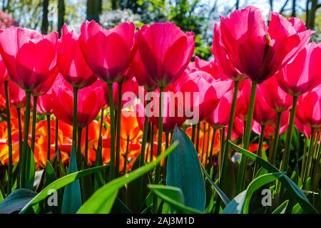 Seitenansicht des hellen rot-rosa Tulpen. Tulpe Blume Bett im Niederländischen keukenhof tulip Garten mit verschiedenen Arten von Tulpen. Schöne Blumen close-up mit s Stockfoto