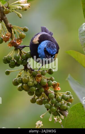 Eine Blue-Necked Tanager essen eine Barries im Amazonas Regenwald Stockfoto