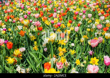 Ansicht von oben in der Nähe von wunderschönen bunten Blumenbeet von Tulpen und Narzissen. Tulpe Blume Bett im Niederländischen Keukenhof tulip Garten mit verschiedenen Arten von Tu Stockfoto