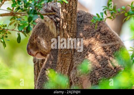 Eine australische Koala Bären schlafen in die Gabel eines Baumes Stockfoto