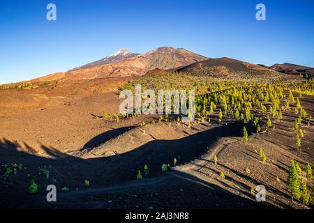 Blick auf den Sonnenuntergang von der Spitze von Samara Krater in den Nationalpark Teide auf den Gipfel des Teide und Pico Viejo durch den Pinienwald umgeben. Stockfoto