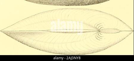 Monographie der Familie Unionidae: oder, naiades von Lamarck (frisches Wasser Muscheln Muscheln) von Nordamerika ... . Stockfoto