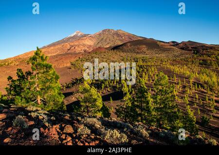 Blick auf den Sonnenuntergang von der Spitze von Samara Krater in den Nationalpark Teide auf den Gipfel des Teide und Pico Viejo durch den Pinienwald umgeben. Stockfoto