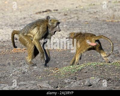 Männliche chacma Baboon kämpfen Stockfoto