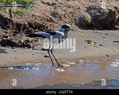 Schmied plover, Schmied Kiebitz am Wasser Stockfoto