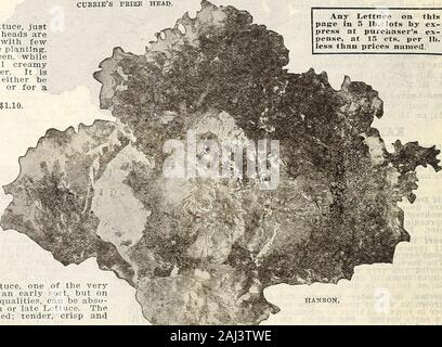 Hof und Garten jährliche: Frühjahr 1907. Er Geschmack so häufig in der locker leavedsorts. 1 Ochse. zu 150 Fuß bohren. GURLEE 5 ODER LOSE - LEA ¥ £ DLETTUCE. Grand Rapids - Extra ausgewählten Aktie. Dies ist keine Frage der beliebteste allForcing Kopfsalat. Auf Grund seiner frommen Gewohnheit ofgrowth kann angebaut werden, viel näher, als die othersorts und ist zu verrotten weniger geeignet; die Blätter sind grün, excellentfor lightyellowish-Versand, und eine lange Zeit ohne Welke halten. Pkt. 5c; Oz. 10 c; 14 lb. 30 c; 1 lb. $ 1.10. Schwarz GESÄTE SIMPSON - Ausgewählte Lager. Ein Favorit zwingen Vari- sellschaft; es ist nicht Kopf; butforms Eine komp Stockfoto