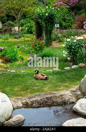 Eine Kanada Gans sitzt in einem üppigen Garten, der von bunten Frühling Blumen umgeben, eine Rose überdachte Laube, einem Teich und einer großen, natürlichen Felsen. Stockfoto