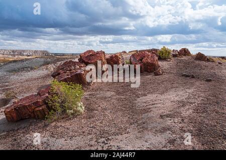 Die riesige Protokolle Trail hinter das Besucherzentrum zeigt seine Bounty von versteinertem Holz gegen einen stürmischen Himmel. Stockfoto