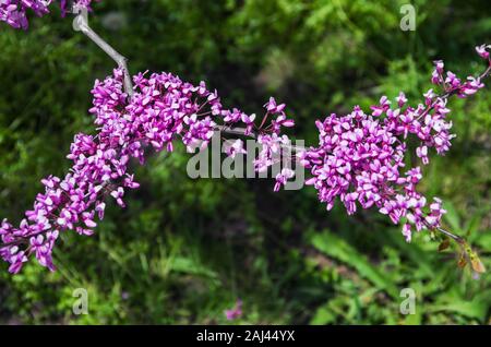 Kleine Laubbaum aus dem südlichen Europa und Westasien, die für ihre reiche Anzeige von Tiefen rosa Blüten im Frühjahr festgestellt wird. Allgemein bekannt als "t" Stockfoto