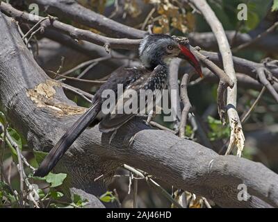 Southern Red-billed Hornbill gehockt Stockfoto