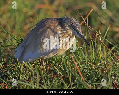 Squacco Heron stehend Stockfoto
