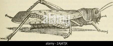 Ontario Sitzungsdiensten Papiere, 1875-76, Nr. 1-2. Wie unter den höchsten der Tiere so in der insektenwelt, ist notfrequently durch bemerkenswerte Intelligenz oder Superior Sinn begleitet; und die meisten gaudybutterfly oder Motten ist ein Narr im Vergleich mit dem Dingy-farbigen Biene. Die Raupen und Motten ofbutterflies haben einige verschiedene Instinkte - vor allem in Richtung der Seide spinningand Grab Gebäude - aber die perfekte Insekten nur live zu erhöhen und theirrace multiplizieren, und Natur verschönern. Ihre Existenz in dem vollkommenen Zustand ist in der Regel sehr kurz; es ist eines der schönsten der Flitterwochen, und oft Stockfoto