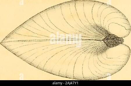 Monographie der Familie Unionidae: oder, naiades von Lamarck (frisches Wasser Muscheln Muscheln) von Nordamerika ... . Stockfoto