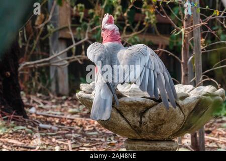 Galah an ein Vogelbad in Hughes, ACT, Australien an einem Sommermorgen im Dezember 2019 Stockfoto