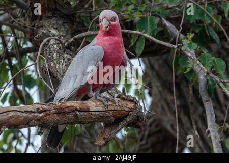 Galah an ein Vogelbad in Hughes, ACT, Australien an einem Sommermorgen im Dezember 2019 Stockfoto