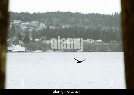 Ein DoppelCrested Cormorant, der mit einer Fähre im Vordergrund fliegt Stockfoto