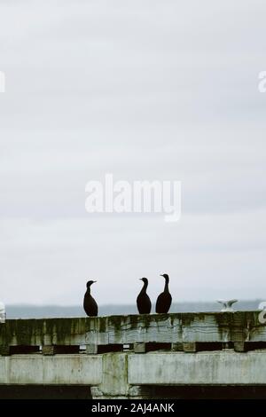 Drei Doppelkuhkormorane sitzen auf einem Dock am Puget Sound Stockfoto