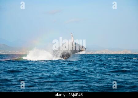 Buckelwal im Pazifischen Ozean, Regenbogen im Nebel Stockfoto