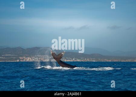 Buckelwal Schwanz aus dem Wasser, Cabo San Lucas im Hintergrund Stockfoto