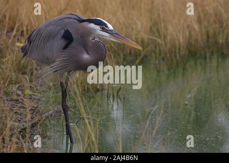 Great Blue Heron steht still als Stein am Wasser's Edge In Florida Pond Stockfoto