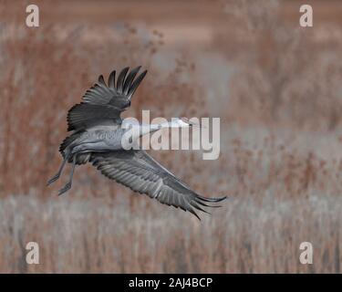 Sandhill Crane im Flug über Marsh im Bosque Del Apache National Wildlife Refuge in Arkansas Stockfoto