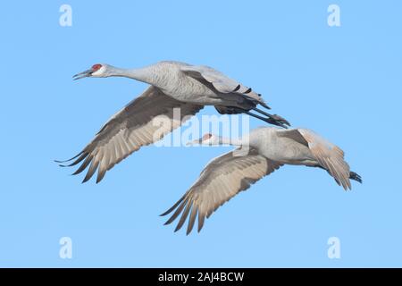 Zwei Kanadakraniche in synchronisierten Flug gegen den klaren blauen Himmel im Bosque Del Apache National Wildlife Refuge in Arkansas Stockfoto