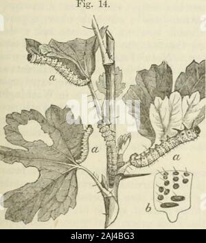 Ontario Sitzungsdiensten Papiere, 1875-76, Nr. 1-2. Stockfoto