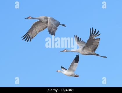 Zwei Kanadakranichen und einer Snow goose im Flug gegen den klaren blauen Himmel im Bosque Del Apache National Wildlife Refuge in Arkansas Stockfoto