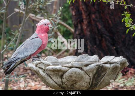 Galah an ein Vogelbad in Hughes, ACT, Australien an einem Sommermorgen im Dezember 2019 Stockfoto